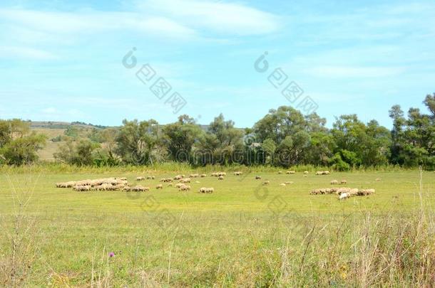 羊.典型的乡下的风景采用指已提到的人pla采用s关于特兰西瓦尼亚,Romania罗马尼亚