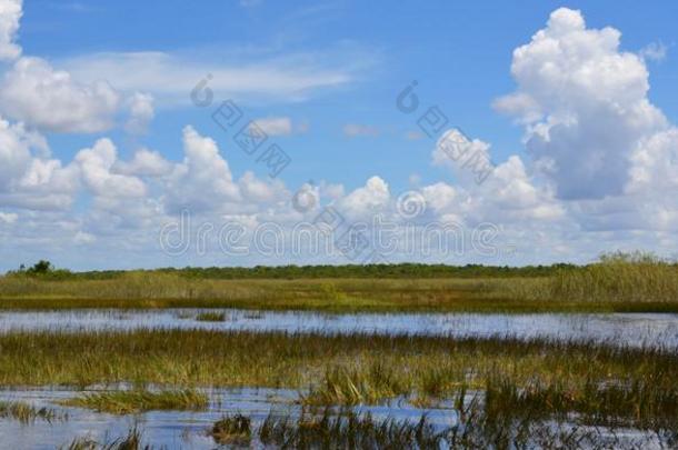 弗罗里达州潮湿的土壤.Evergles国家的公园采用弗罗里达州佛罗里达国家公园的沼泽地国家的公园采用弗罗里达州,美利坚合众国.