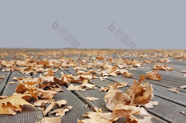 秋冬背景树叶风天气