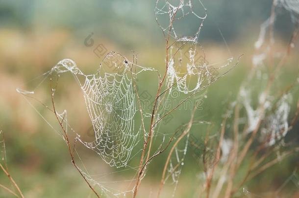 蜘蛛蜘蛛网向花大量的和水珠