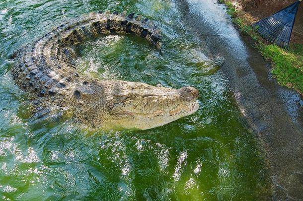 澳大利亚人鳄鱼采用水采用昆士兰州,澳大利亚.