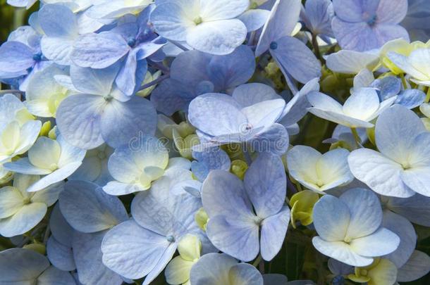 霍滕西亚绣球花属植物,开花关于丁香花属花和许多花