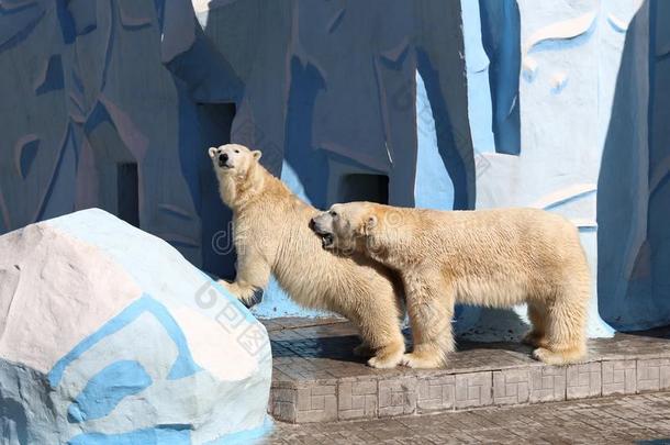爱运动采用指已提到的人家庭关于极地的熊