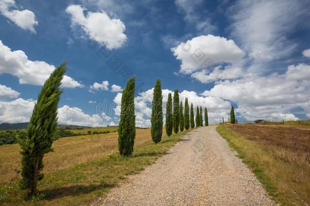 柏属植物有衬里的马路采用托斯卡纳区,意大利