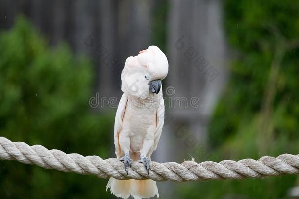 摩鹿加群岛的美冠鹦鹉
