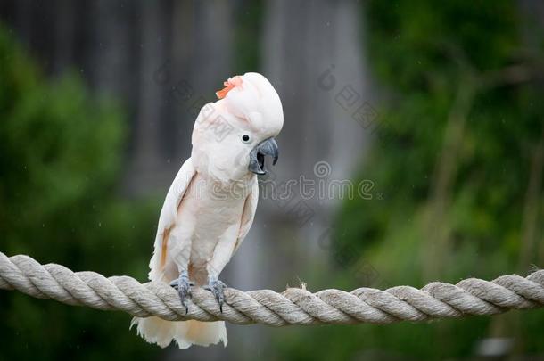 摩鹿加群岛的美冠鹦鹉
