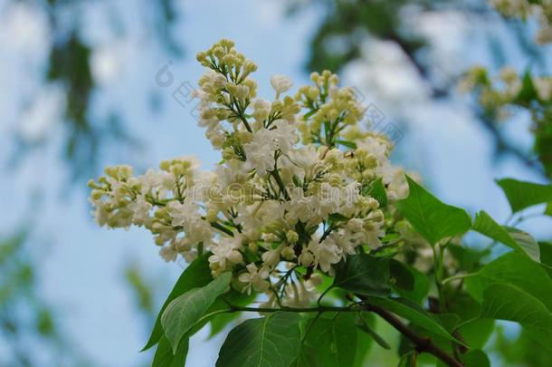 白色的丁香花属