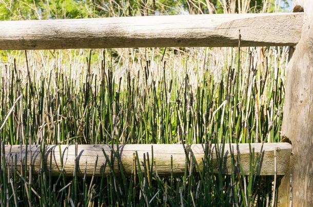 木制的栅栏芦苇草木板绿色的白天阳光