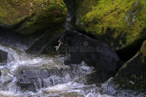 阿拉斯加州人黑的熊打猎鲑鱼采用一河
