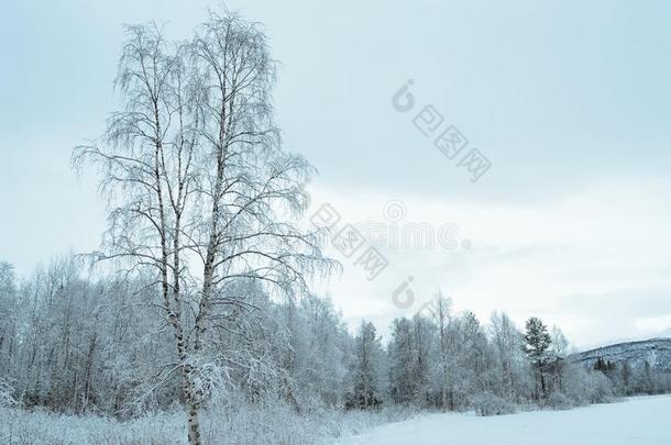纯净下雪的白色的森林风景后的霜