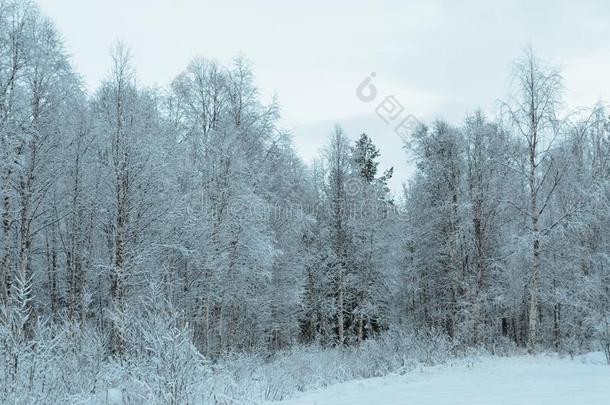 纯净下雪的白色的森林风景后的霜