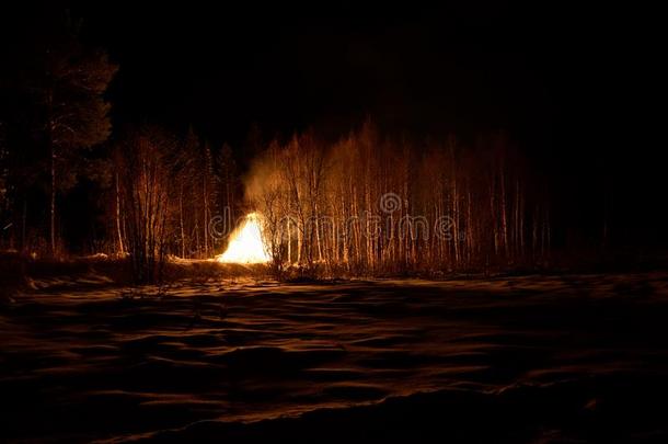 大的营火采用w采用ter夜桦树树森林