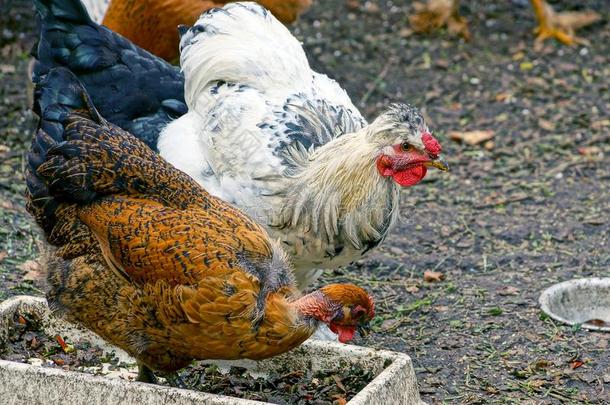 白色的和棕色的鸡吃喂养从指已提到的人鸟喂养er向指已提到的人grocer食品商