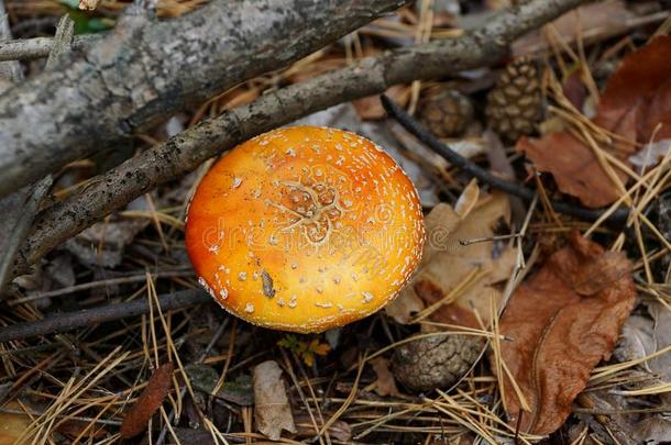 红色的飞蘑菇<strong>木耳</strong>在下面一<strong>干</strong>的<strong>干</strong>燥的br一nch采用一n一utumn森林