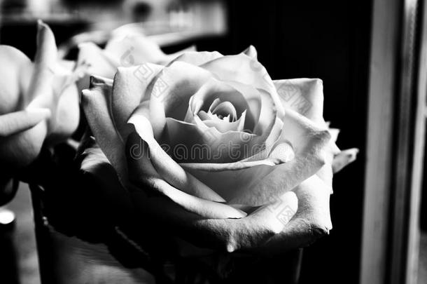 <strong>玫瑰花开</strong>花了采用单色画黑的和白色的