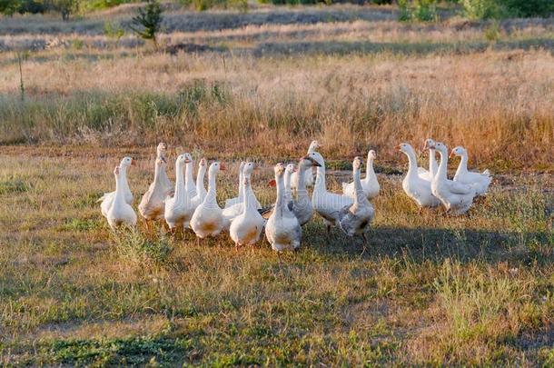 兽群关于goose的复数形式放牧向草采用夏田在日落