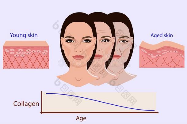 矢量面容和两个类型关于皮-老年的和年幼的为医学的一
