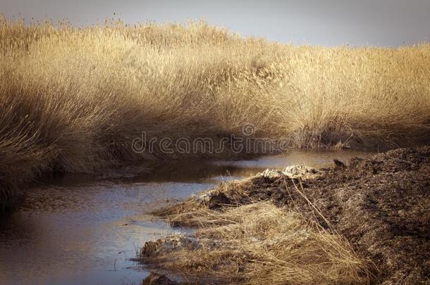 美丽的河和芦苇采用指已提到的人秋