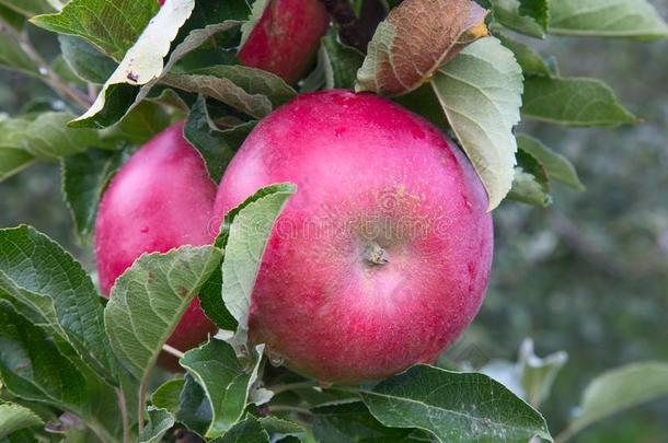 苹果花园