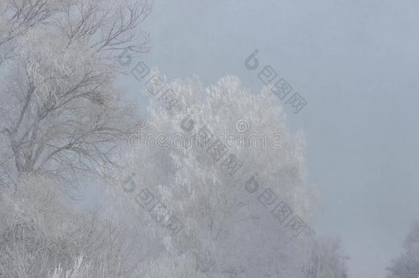 冬风景.使结冰霜使结冰霜向指已提到的人树.