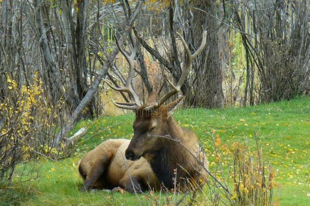 美国科罗拉多州<strong>麋鹿</strong>固体的公牛<strong>麋鹿</strong>睡眠
