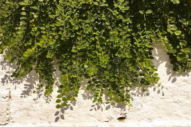 绿色的树叶墙背景.绿色的树叶灌木植物背景