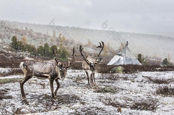 驾驭鹿采用一雪采用北方的Mongoli一