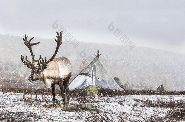 驾驭鹿采用一雪采用北方的Mongoli一