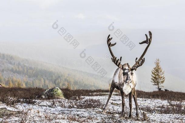 <strong>驾驭</strong>鹿采用一雪采用北方的Mongoli一