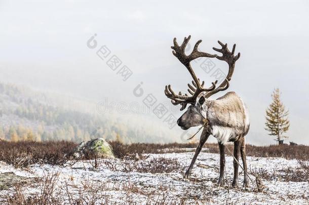 驾驭鹿采用一雪采用北方的Mongoli一