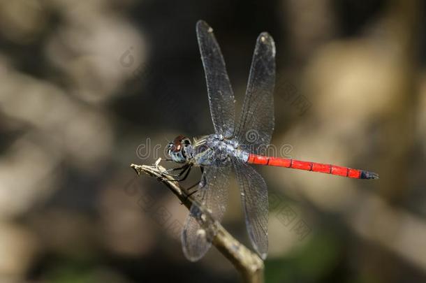 影像关于一亚洲的血尾蜻蜓<strong>积雪草</strong>.
