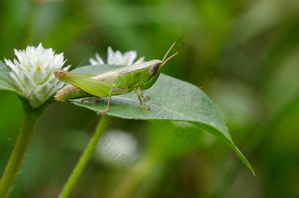 影像关于绿色的蝗虫向绿色的树叶.虫动物.