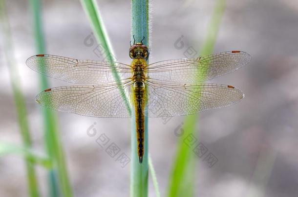 影像关于漫游的滑翔机dragonflyPantala<strong>淡黄色</strong>的.