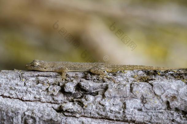 影像关于一geckoHemid一ctylus向树.爬行动物