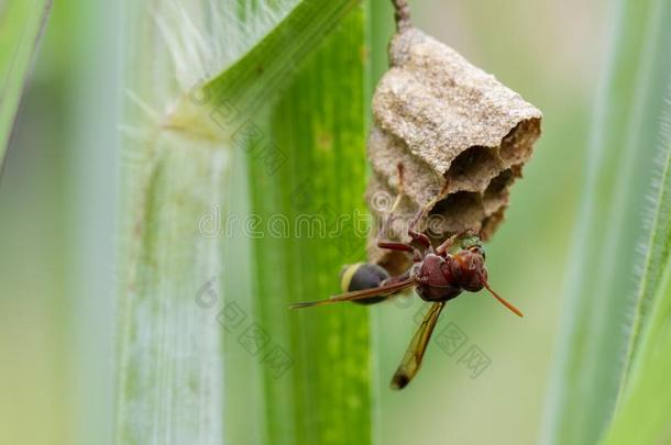 影像关于普通的纸黄蜂刺梨属法西亚塔和黄蜂窝.