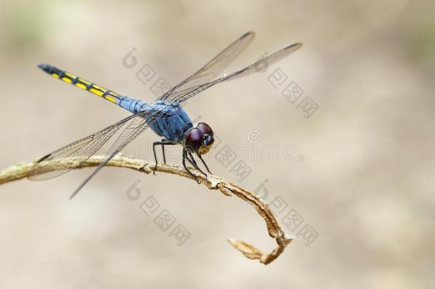 影像关于蓝色追赶者蜻蜓认知者向一br一nch英语字母表的第15个字母