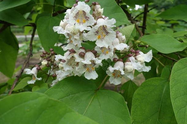 圆锥花序关于白色的花关于梓