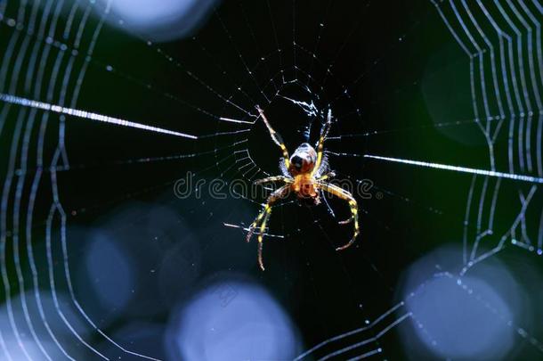 影像关于一不透明度恶心蜘蛛梨-合适的白骨