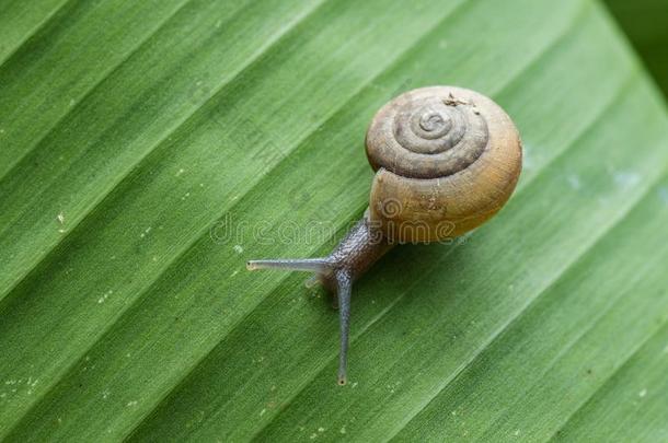 影像关于蜗牛向一绿色的le一f.爬行动物.