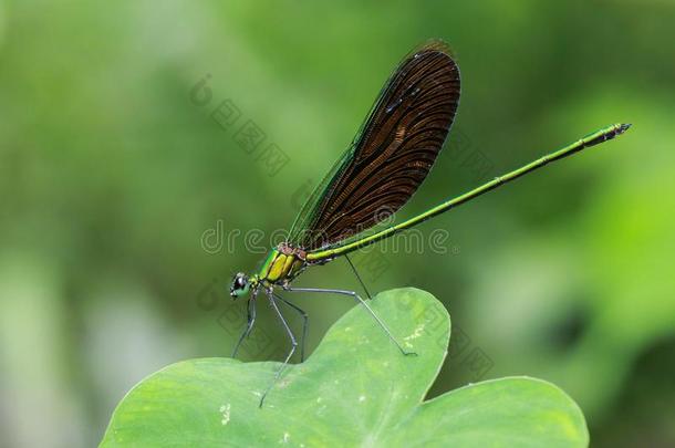 影像关于美丽的蜻蜓神经基中国中国.