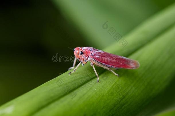 影像关于红色的叶蝉勃起speciality专业.,大叶蝉科/同翅类