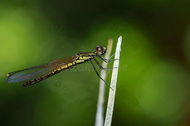 影像关于利贝拉戈直线塔直线塔蜻蜓.