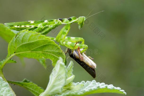 影像关于花螳螂<strong>短腿</strong>螳螂双子座.