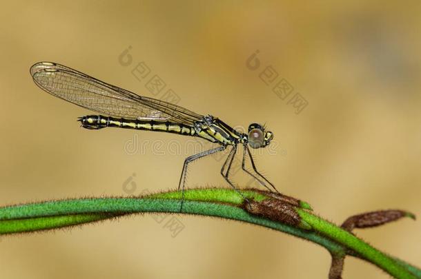 影像关于利贝拉戈直线塔直线塔蜻蜓.
