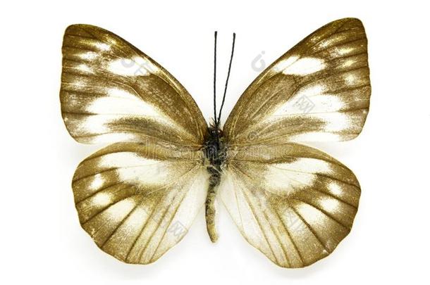 影像关于阿皮亚斯libythea那是什么？蝴蝶有条纹的信天翁