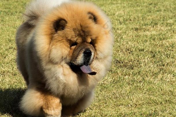 纯血统的原产地中国的狗原产地中国的狗宠物狗和蓝色舌头步行向草