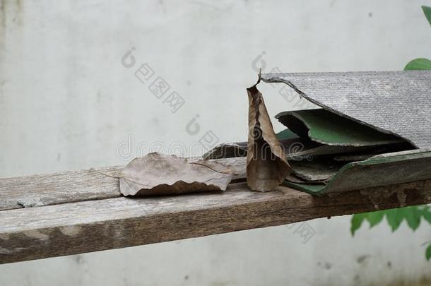 菩提树叶子和有裂缝的屋顶瓦片