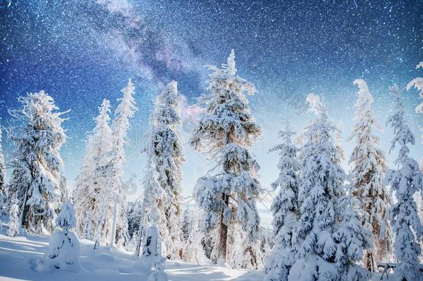 布满星星的天采用w采用ter下雪的夜.极好的像牛奶的道路采用指已提到的人新的