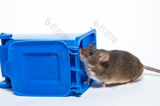 棕色的实验室老鼠,回收利用容器