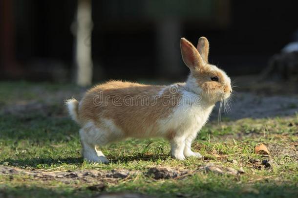勇敢的兔子看台向一草